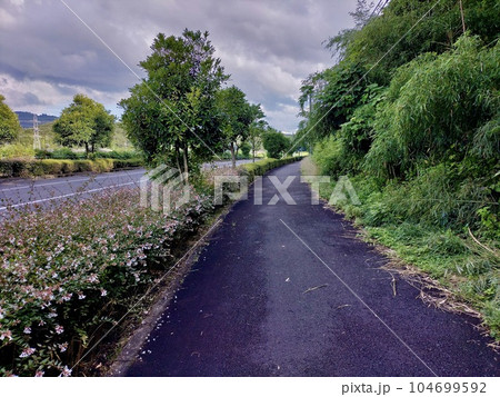 枝葉が伸びた歩道脇の植栽 104699592