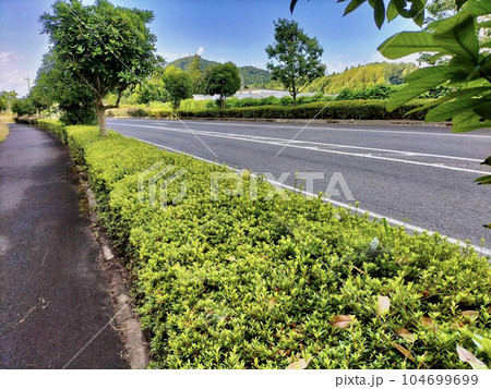 剪定後の歩道脇の植栽 104699699