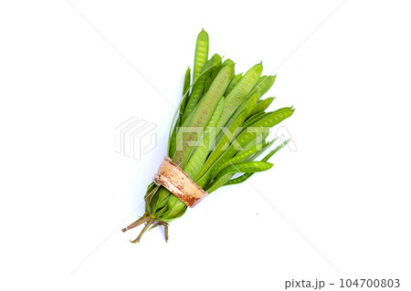 Leucaena leucocephala isolated on white background 104700803