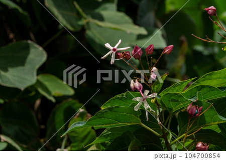 福岡の郊外で咲くクサギの花 104700854