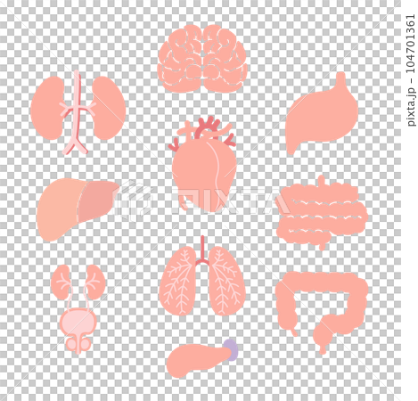 Male human body organs set Male human body organs set 104701361