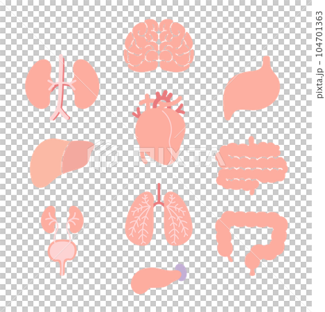 set of female organs set of female organs 104701363