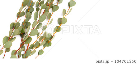 Eucalyptus leaves on white background. Green leaf branches. Eucalyptus leaves on white background. Green leaf branches. 104701550