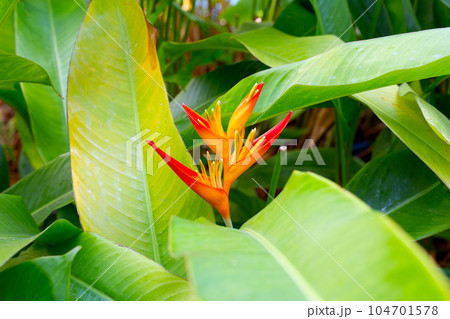 Heliconia guadalupe flower with green leaves Heliconia guadalupe flower with green leaves 104701578