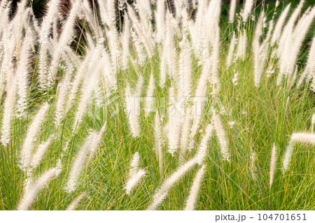 Fountain grass or pennisetum alopecuroides Fountain grass or pennisetum alopecuroides 104701651
