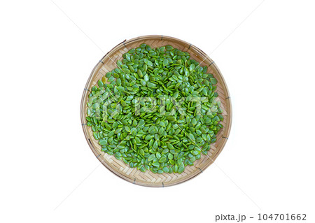 Leucaena leucocephala seeds isolated on white background 104701662