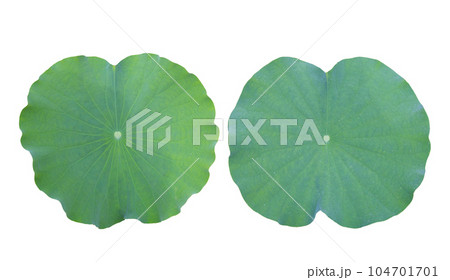 Green leaves of lotus flower Green leaves of lotus flower 104701701