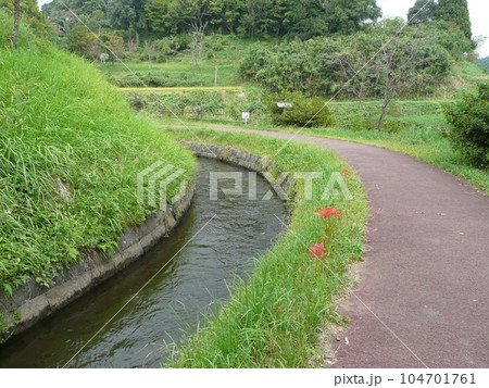 通潤橋上流 笹原川側水路と彼岸花 104701761