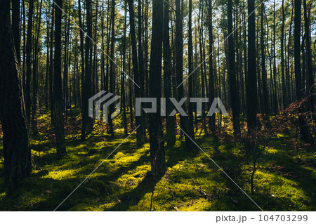 Beautiful pine and fir forest with thick layer of green moss covering the forest floor. Scenic view Sunlight shining through the branches land background. Magical Deep foggy Misty Old Forest Sun Rays 104703299