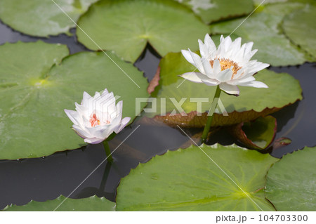 Beautiful white water lily. Lotus flower with green leaves 104703300