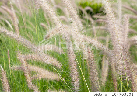 Fountain grass or pennisetum alopecuroides 104703301