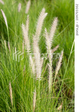 Fountain grass or pennisetum alopecuroides 104703302
