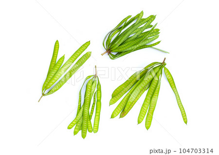 Leucaena leucocephala isolated on white background 104703314