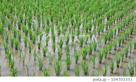 【動画あり】7月・初夏の田んぼ 【動画あり】7月・初夏の田んぼ 104703351