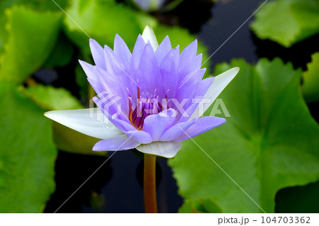 Beautiful purple water lily. Lotus flower with green leaves Beautiful purple water lily. Lotus flower with green leaves 104703362