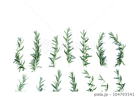Fresh rosemary on white background. 104703541