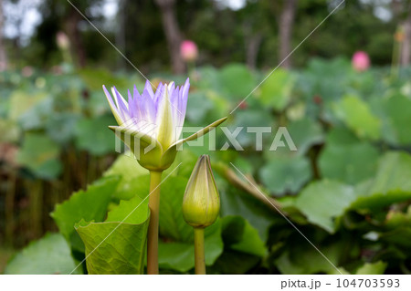 Beautiful purple water lily. Lotus flower with green leaves Beautiful purple water lily. Lotus flower with green leaves 104703593