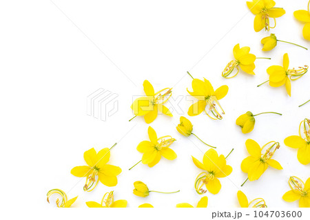 Cassia fistula flower on white background. Cassia fistula flower on white background. 104703600