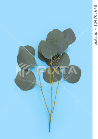 Green leaves of eucalyptus on white Green leaves of eucalyptus on white 104703648