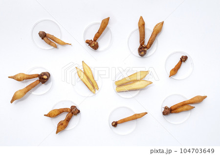 fingerroot on a white background. fingerroot on a white background. 104703649
