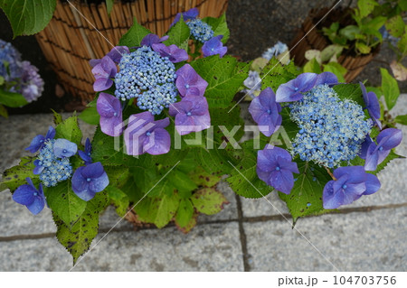 紫陽花の花 紫陽花の花 104703756