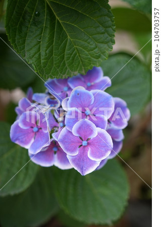 紫陽花の花 紫陽花の花 104703757