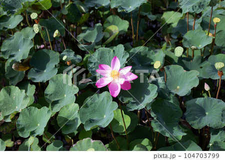 Pink lotus flower blooming in pond with green leaves 104703799