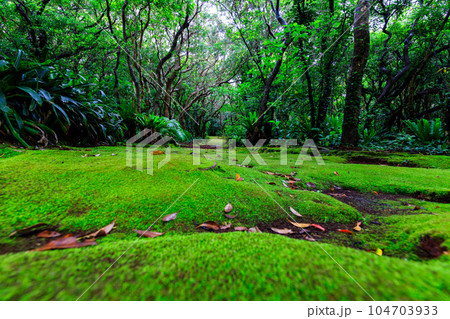 苔のある風景 苔のある風景 104703933