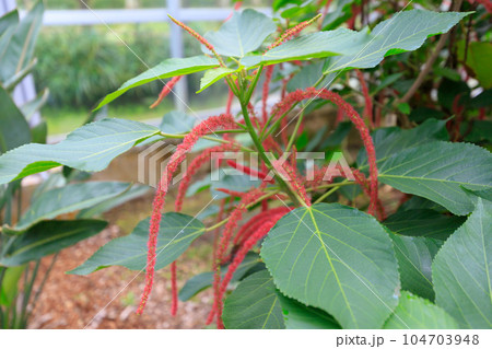 八丈植物公園のエクメアバイルバッヒー 104703948