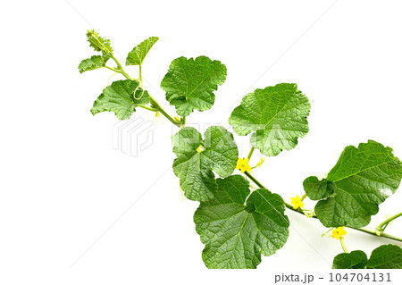 Melon leaves on white background. Melon leaves on white background. 104704131