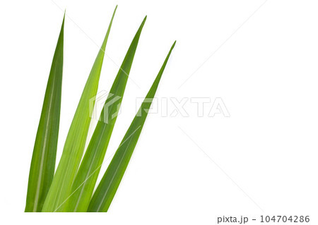 Sugar cane leaves on white background. 104704286