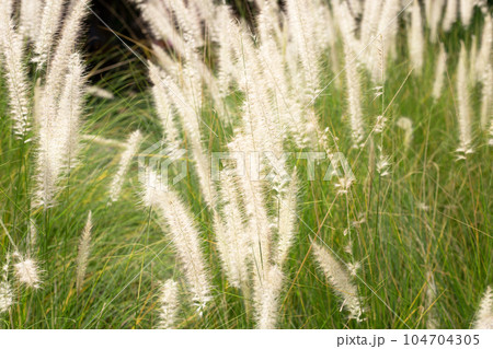 Fountain grass or pennisetum alopecuroides 104704305