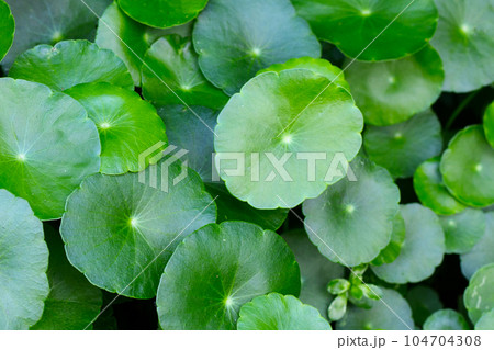 Fresh green centella asiatica leaves 104704308