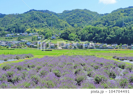 安曇野　池田町ハーブステーションのラベンダー園 104704491