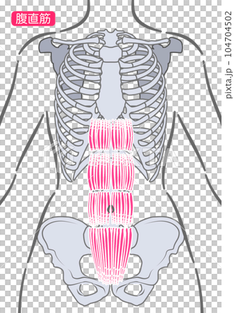 女性腹直肌 104704502