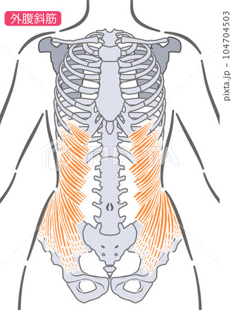 女性の外腹斜筋 104704503