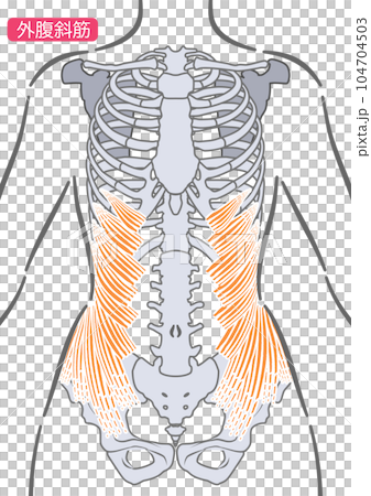 female external oblique muscle 104704503