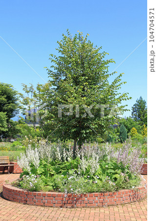 安曇野 池田町ハーブステーション 花とハーブのガーデン 安曇野 池田町ハーブステーション 花とハーブのガーデン 104704571