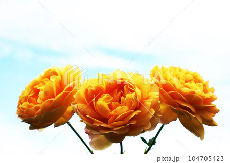 大空と3輪のバラの花 104705423