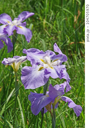 美しい花を咲かせる多年生植物花菖蒲薄紫色のオーシャンミント 美しい花を咲かせる多年生植物花菖蒲薄紫色のオーシャンミント 104705970