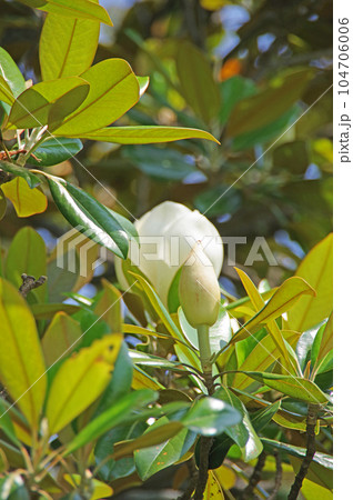 白い大きな花が上向きに咲く常緑高木のタイサンボク 104706006