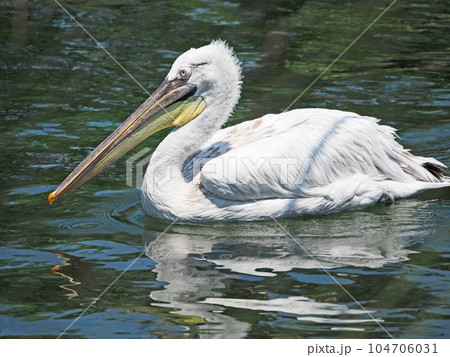 山口県の観光スポットときわ公園人気者のペリカン 104706031