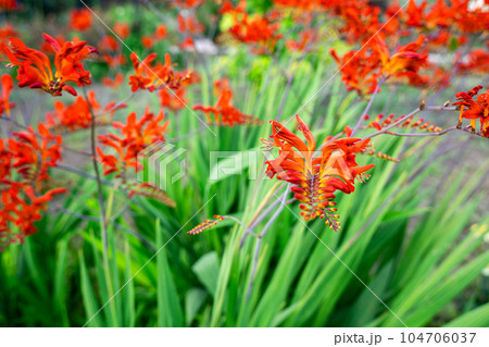 満開のヒメヒオウギスイセンの花 満開のヒメヒオウギスイセンの花 104706037