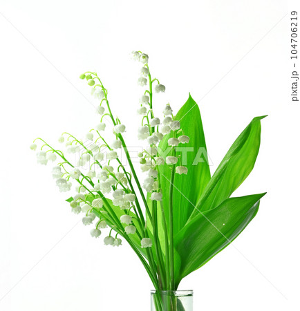 白背景のスズランのブーケ 104706219