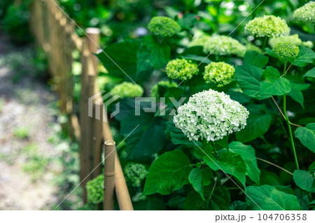 素材 紫陽花 素材 紫陽花 104706358