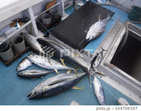 釣りあがったマグロ 釣りあがったマグロ 104706507