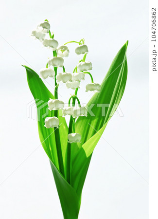 二輪のスズラン 104706862