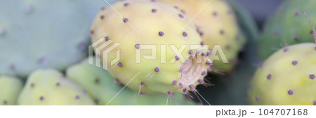 Green and yellow prickly pears or opuntia ficus indica 104707168