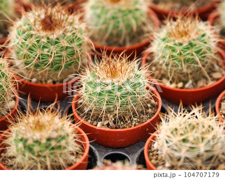 小さなポットに入ったたくさんのサボテン(多肉植物) 小さなポットに入ったたくさんのサボテン(多肉植物) 104707179