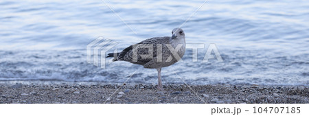 White and grey seagull on pebbles sea shore 104707185